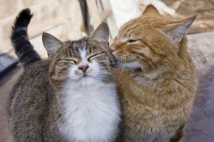 New York Becomes 1st U.S. State to Ban De-Clawing of Cats New York Becomes 1st U.S. State to Ban De-Clawing of Cats