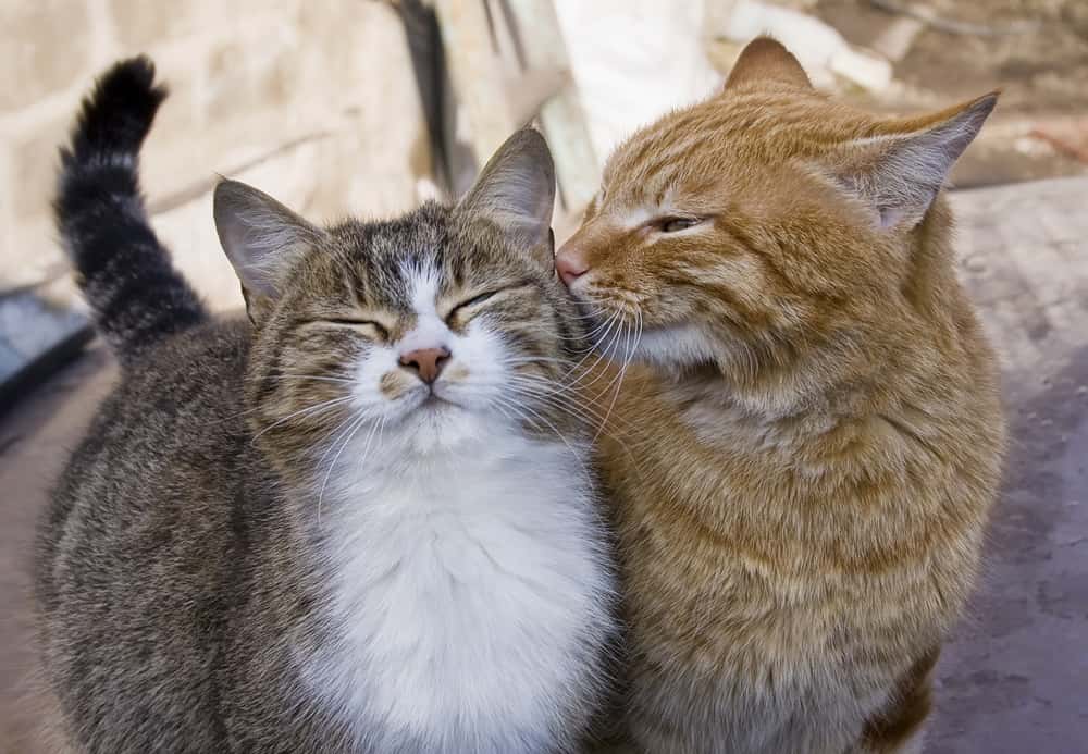 Cat Couple Telegraph Cat Couple Telegraph