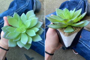 (Embarrassing)… Woman Finds Plant She’s Been Watering For Two Years Is Actually Plastic