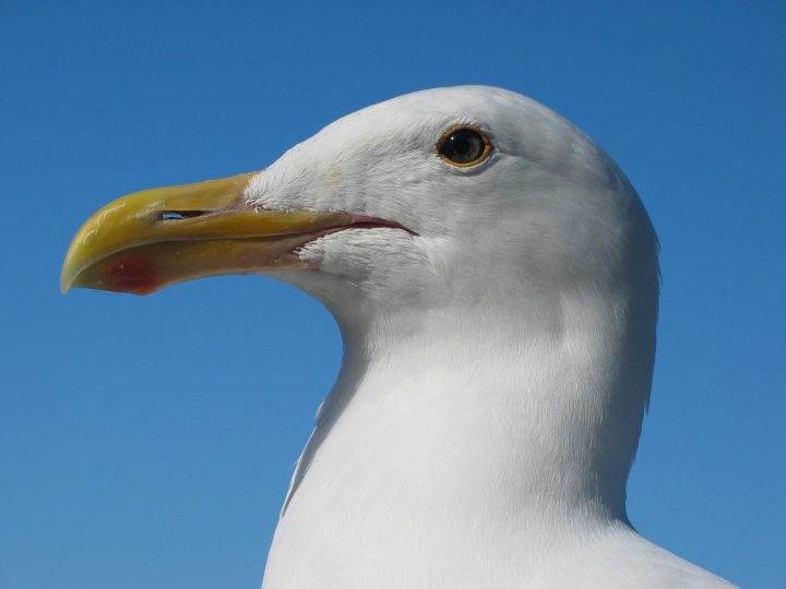 gull_portrait_ca_usa