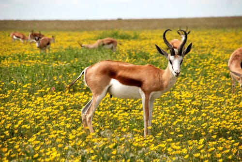antelope-nature-flowers-meadow-52961-2