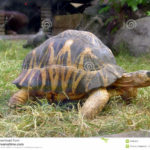 big-turtle-9426416