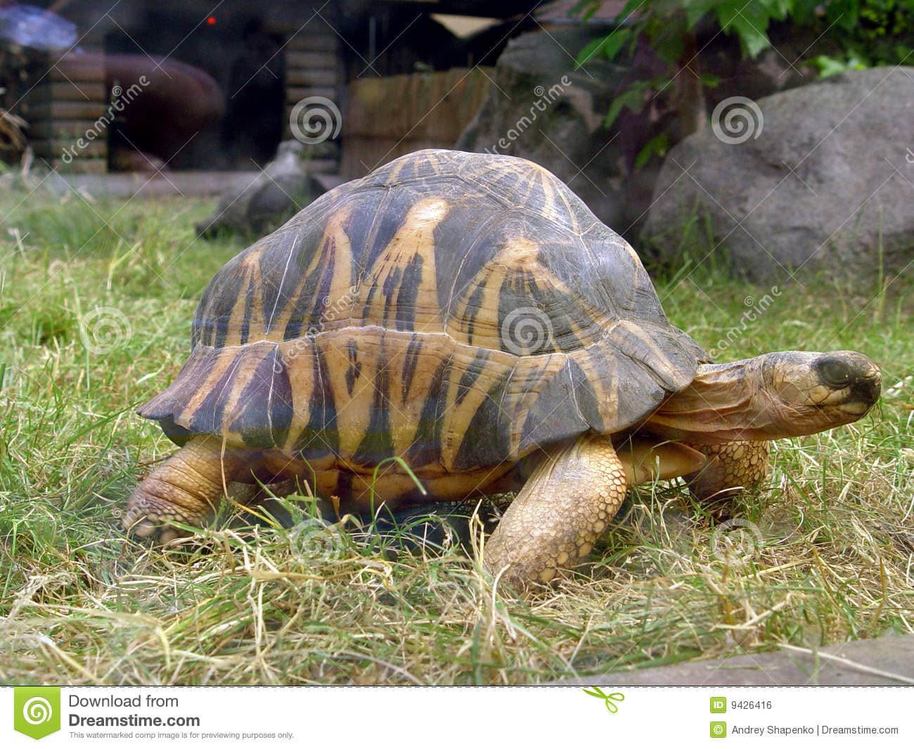 big-turtle-9426416