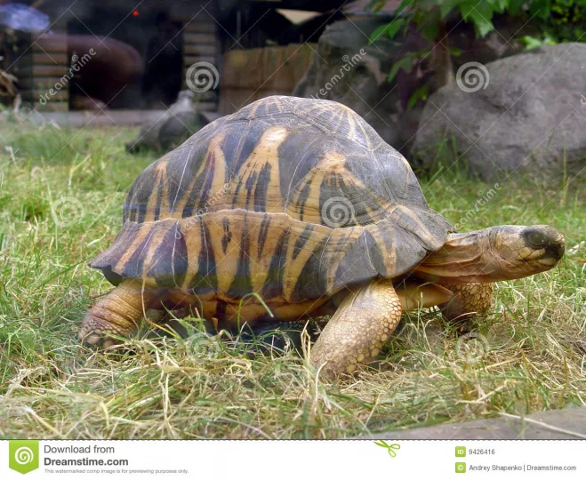 big-turtle-9426416-2