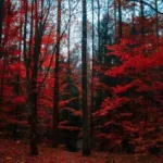 forest image alt text by qa