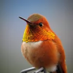 hummingbird-5111260_640-3