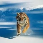 tiger-3