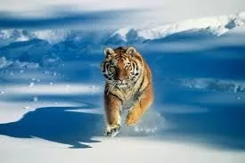 tiger-3