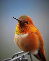 hummingbird-5111260_640-6