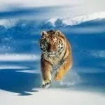 tiger-4