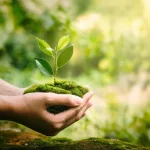 hand-holdig-plant-growing-on-green-background-with-sunshine-4