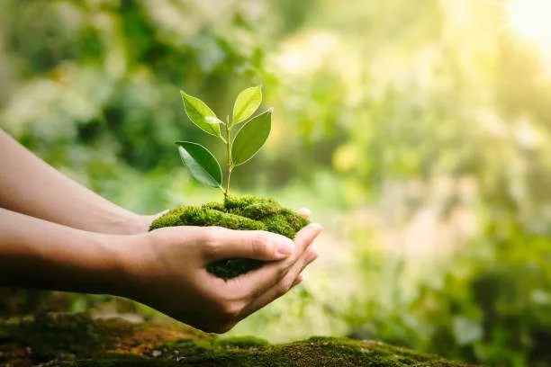 hand-holdig-plant-growing-on-green-background-with-sunshine-4