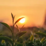 istockphoto-1550071750-6