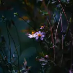 pexels-pok-rie-33563-1319750