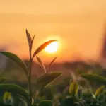 istockphoto-1550071750: Green tea tree leaves camellia sinensis in organic farm sunlight. Fresh young tender bud herbal farm on summer morning. Sunlight Green tea tree plant. Close up Tree tea plant green nature in morning