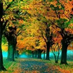 f7de1ba0f8513184b81c3de7c7e8bb7c