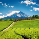 fuji-mountains-green-tea-plantation-shizuoka-japan_335224-111