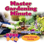 kyngardenminute612x612-2