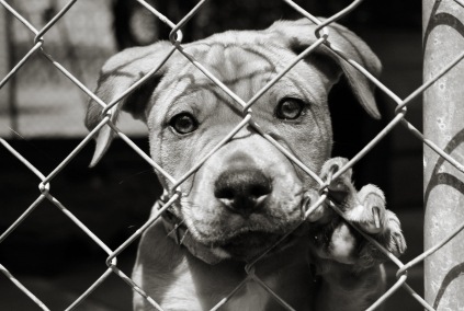 animal-rescue