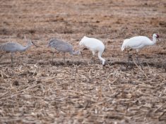 whooping-cranes