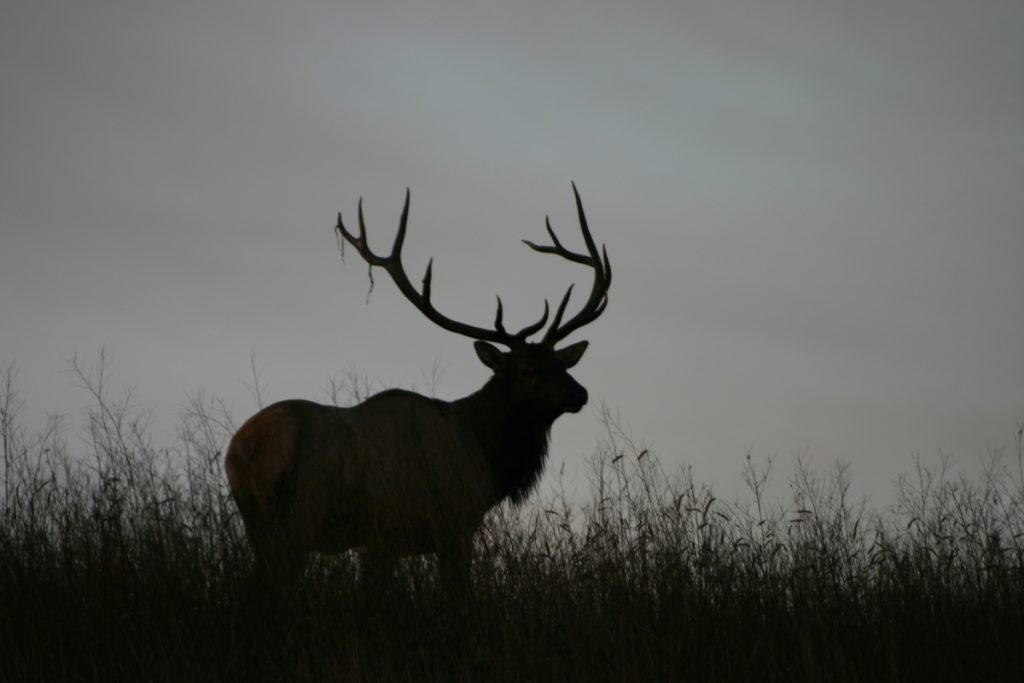 KY Fish and Wildlife Commission Propose Elk Hunting Season