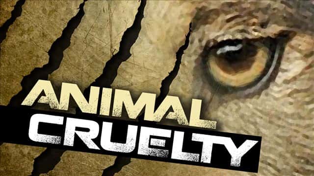 animal-cruelty