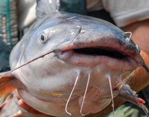 catfish