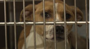 kyriverregionalanimalshelter