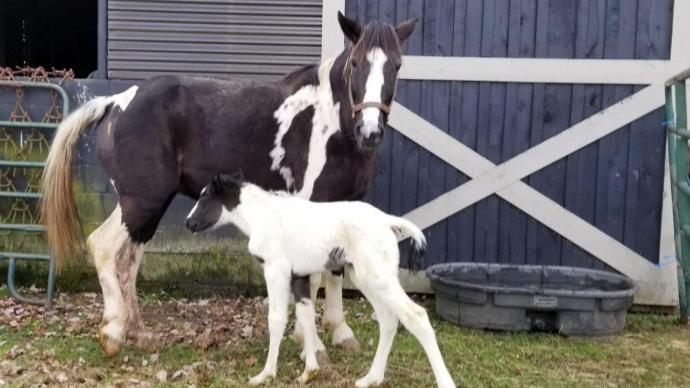 tammycolt
