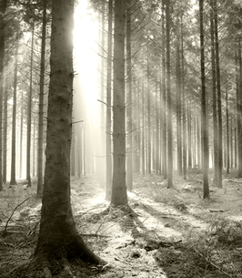 center-266x305-st_forestdawn-2