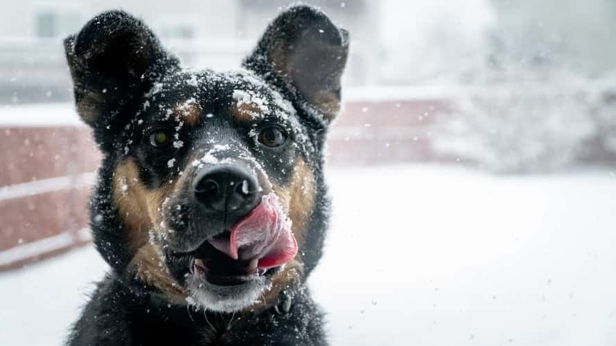 coldeffectsdogstoo