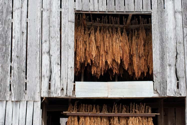 tobacco
