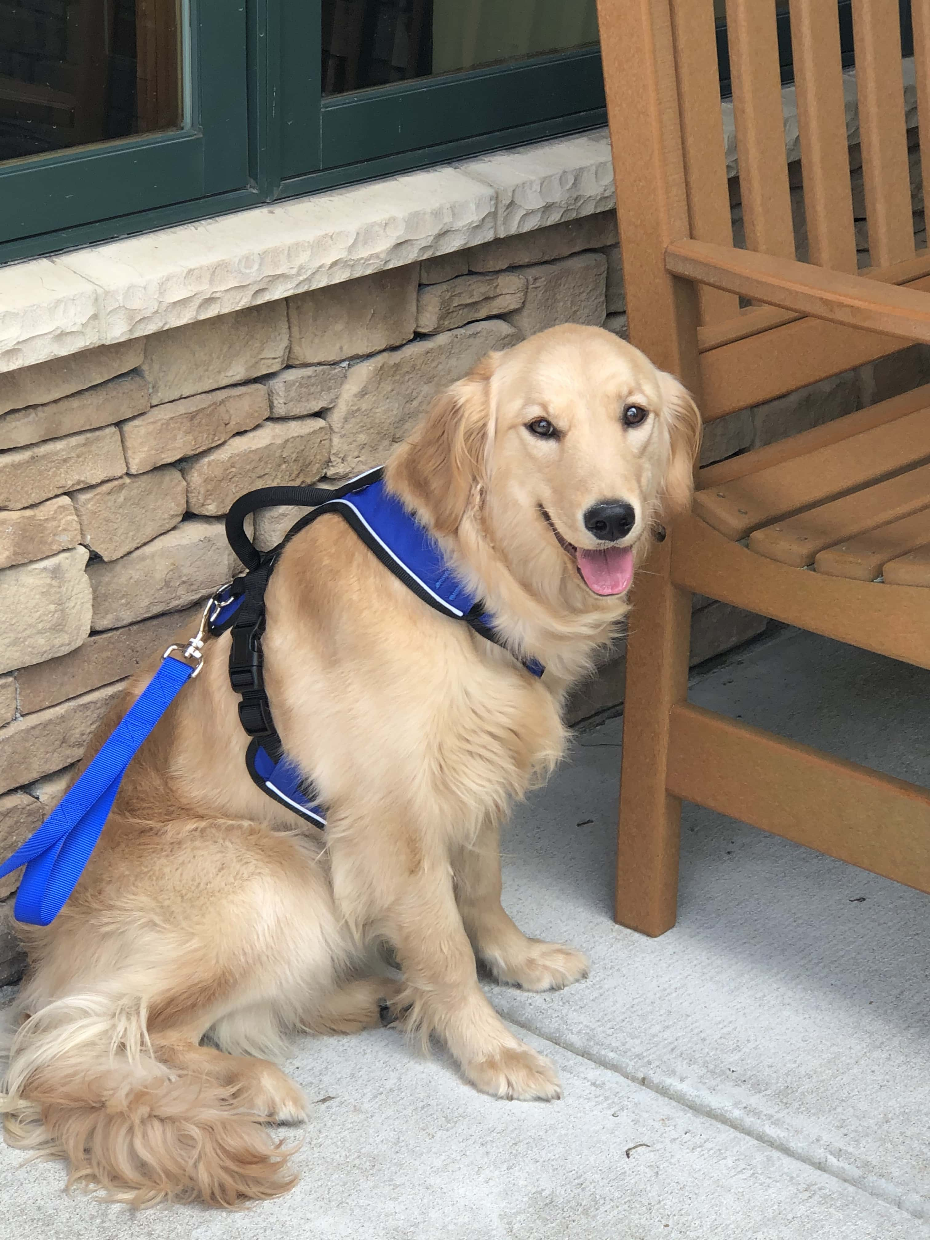 Bluegrass Care Navigators Therapy Dog To Serve In Hazard Q95fm