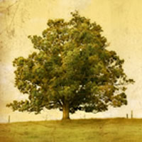 burl-2