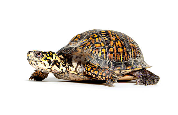 box-turtle-walking-on-white-background