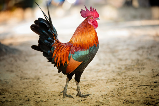 rooster-in-the-morning-light