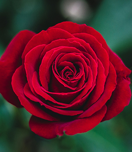 center-266x305-st_scarlet