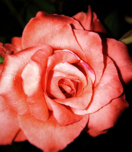 center-266x305-st_dustyrose