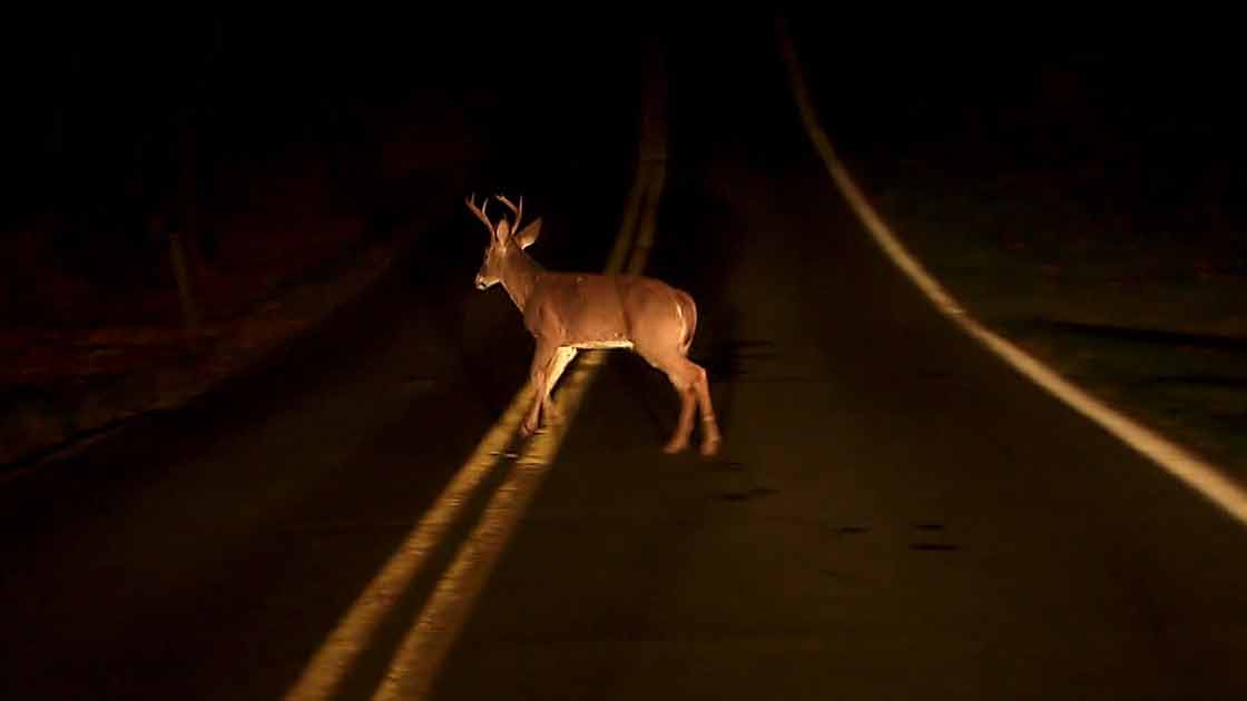 102219-deer