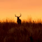 buck-deer-hunt-150x150742505-1