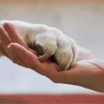 pet-paw-animal-150x150251479-1