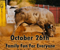 bull