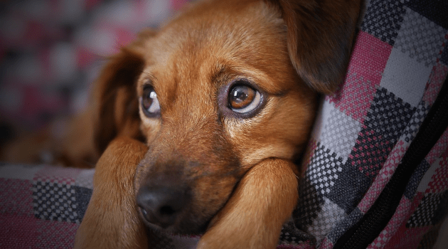 cute-dog-moshehar