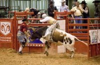 rodeo-646646_640