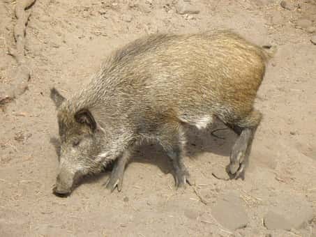 Big Hog Hunt with Paris Police Officers