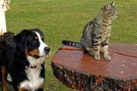 dog-and-cat-park