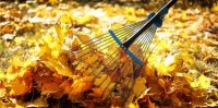 raking-leaves
