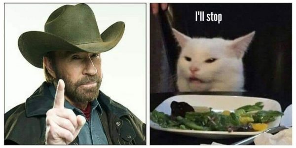 Image result for cat chuck norris meme