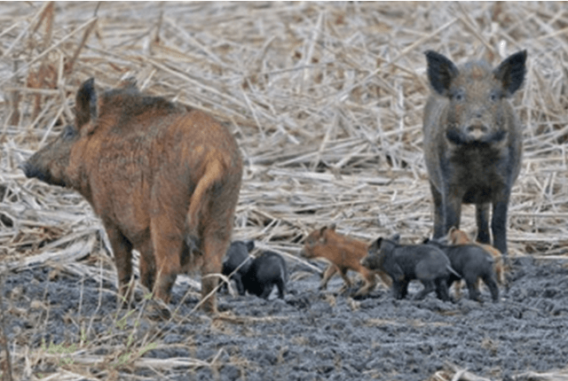Wade T. Witmer Memorial Hog Hunt