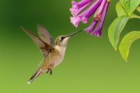 hummingbird-1056383_640